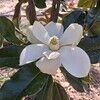 bellaresella